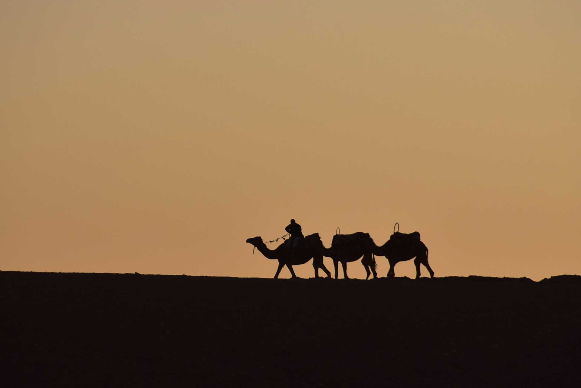 A Majestic Circuit Sahara Tailored Just for You